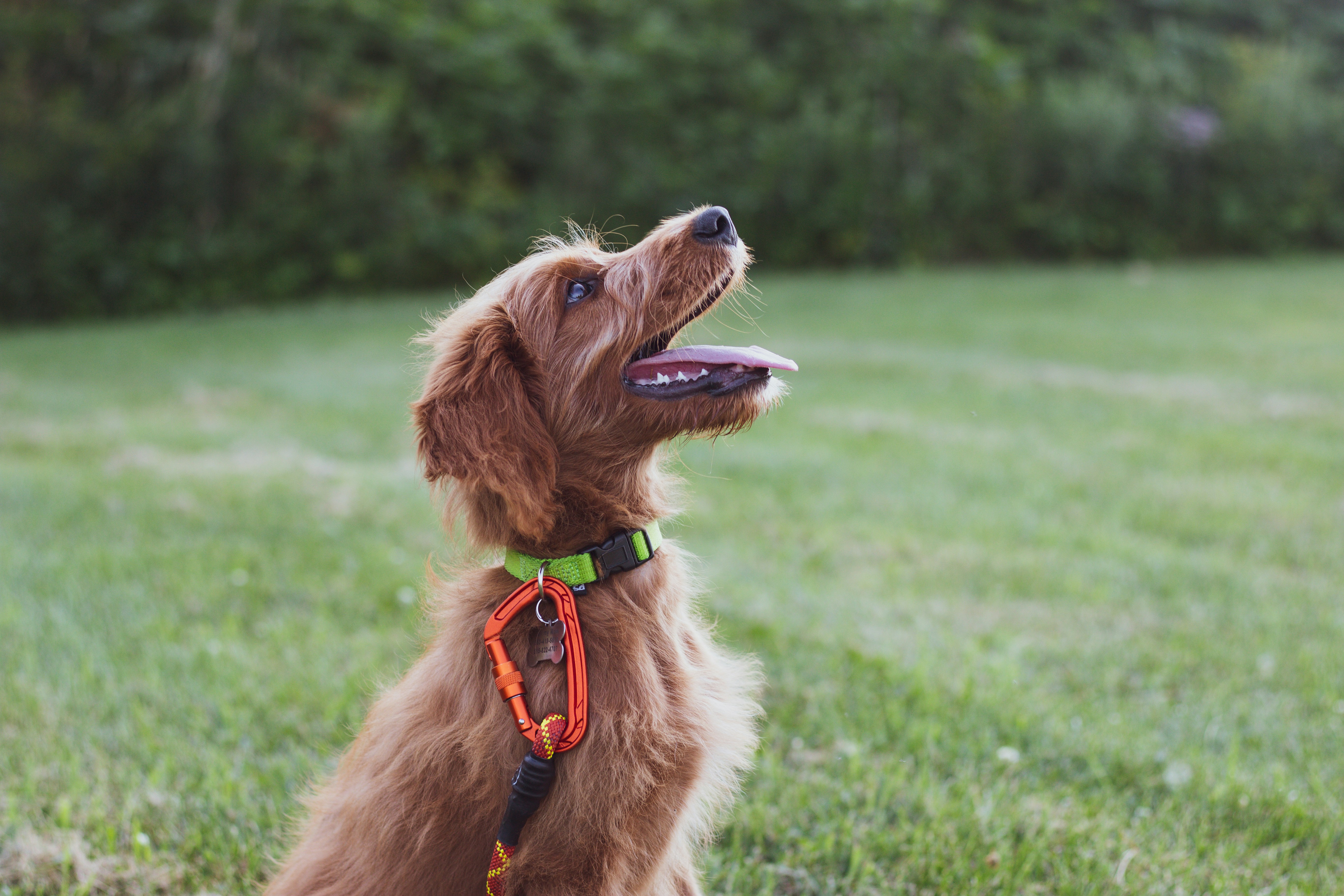 Chien d'assistance aidant une personne